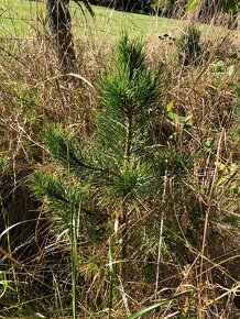Sibírsky Céder (Pinus Sibirica) / Borovica Sibírska sadenice - 5