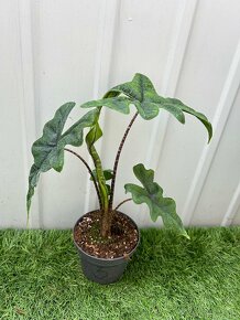 Alocasia Jacklyn - 5