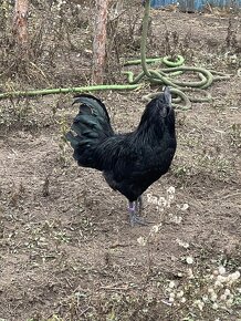 Darujem ayam cemani, tochtorocneho kohuta - 5