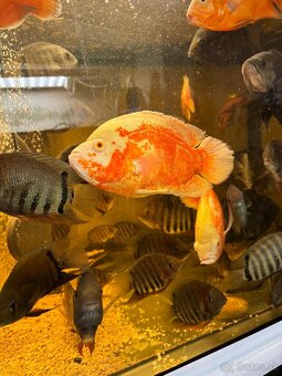 Astronotus ocellatus super RED CHILLI/ ocellatus NEMO - 5