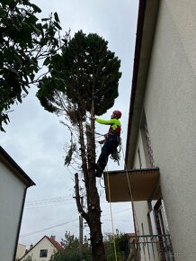 Arboristické práce, ošetrenie stromov, výrub stromov - 5