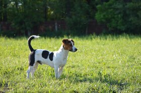 Jack Russel - KRYTIE - 5