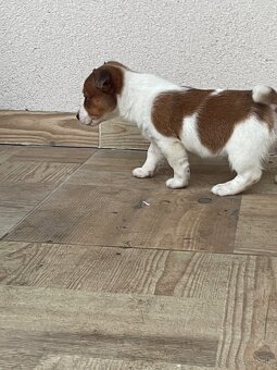 Jack russel terier - 5