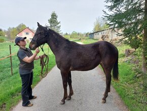 Klisna Appaloosa - 5