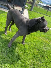 Cane corso krytie - 5