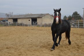 Predám valacha - Percheron - 5