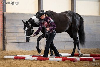 Připouštění APH black overo hřebcem - 5