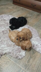 Cavapoo, cavapo (mama cavapoo, otec pudel) - 5