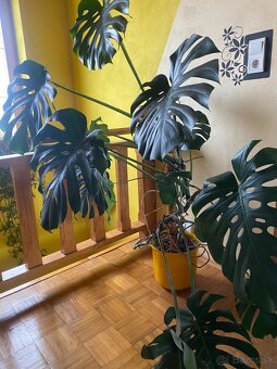 Monstera Deliciosa - 5