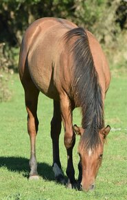 Predám kobylu Quater horse - kobyla - 5