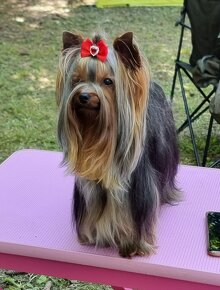 Yorkshire terrier s PP ponuka na krytie - 5