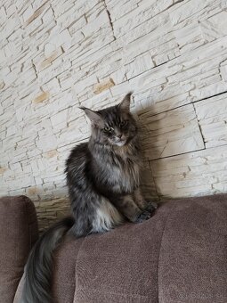 Maine Coon / Mainska Myvalia - 5