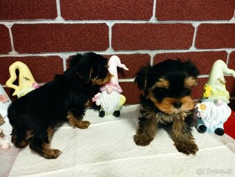 Yorkshire terrier, yorkshirsky terier, york - 5