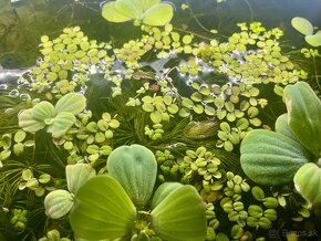 Akvarijné rastliny - 5