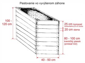 Svetelný koreň - semiačka - pacibuľky na sadbu 21 ks - 5