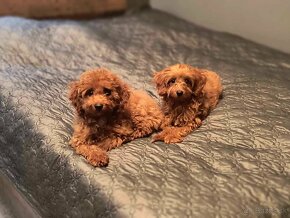 Cavapoo - 5