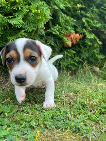 Jack Russel Terier- na predaj - 5