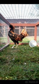 Predám kuriatka paduanka zdrobnela a ayam cemani - 5