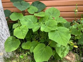 Paulownia plstnatá (tomentosa) - Včelárske dreviny - 5