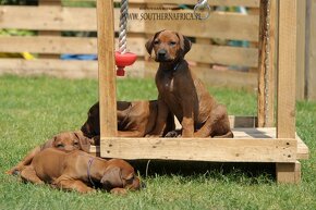 Šteniatka rodézskeho ridgebacka FCI - 5