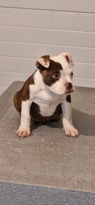 American Bully - 5