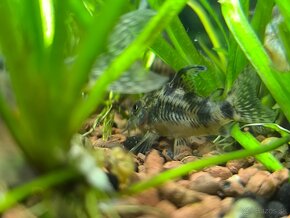 Corydoras paleatus - 5