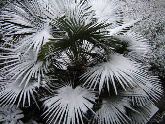 Palmové semená  - Trachycarpus fortunei - 5