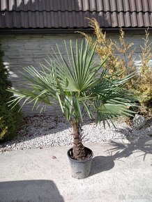 Mrazuvzdorne palmy - Trachycarpus Fortunei - 5