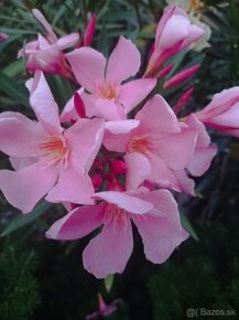 oleandre - mladé zakorenené rastlinky v kvetináčoch - 5