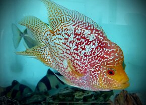 Flowerhorn fireman SB - 5