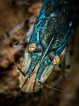 Premium Caridina a Neocaridina - odber MARTIN - 5