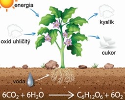 Ekológia skriptá pre VŠ (UVLF, UK, UPJŠ) - 5