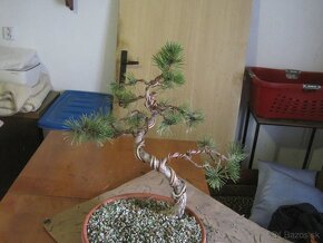 bonsai,bonsaj-BOROVICA - 5