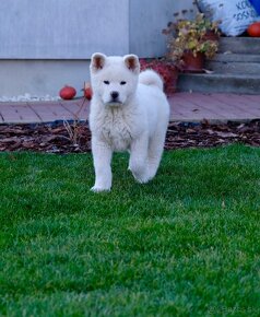 Akita inu šteniatko - 5