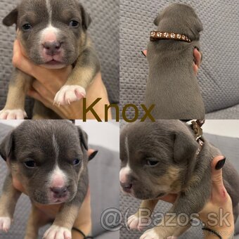 American Bully pocket - 5