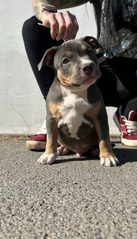 American Bully pocket - 5