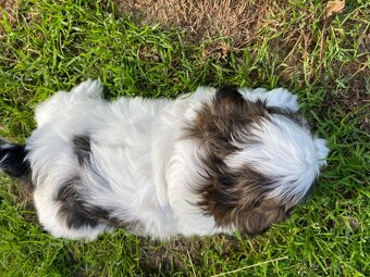 Shihtzu - 5