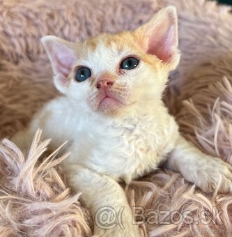 Devon Rex - 5