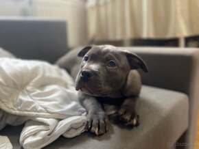 American bully xl/xxl - 5