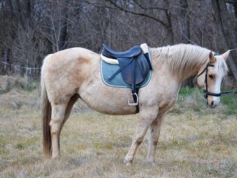 QH palomino kobyla - 5