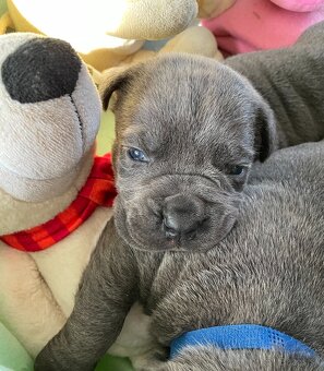 Cane corso šteniatka - 5