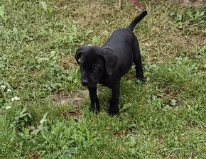 Cane Corso - 5