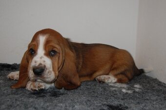 Basset hound šteniatka - 5