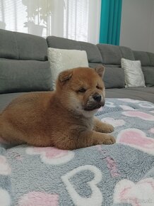 Shiba inu šteniatko - 5