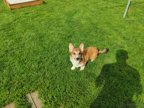 Welsh Corgi Pembroke s PP - 5