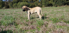 Predam krasne steniatko Kanarska Doga / Presa Canario s PP - 5