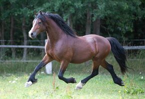 Welsh cob D - 5