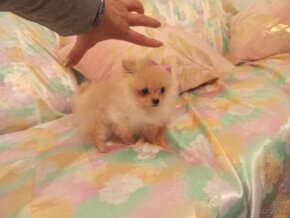 " tea cup" pomeranian " boo" - 5