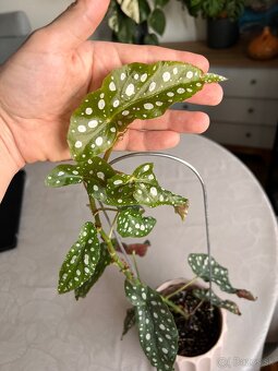 Izbova rastlina Begonia Maculata Polka Dot - 5