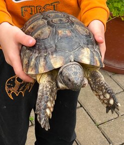 Predám korytnacku Testudo Marginata - 5